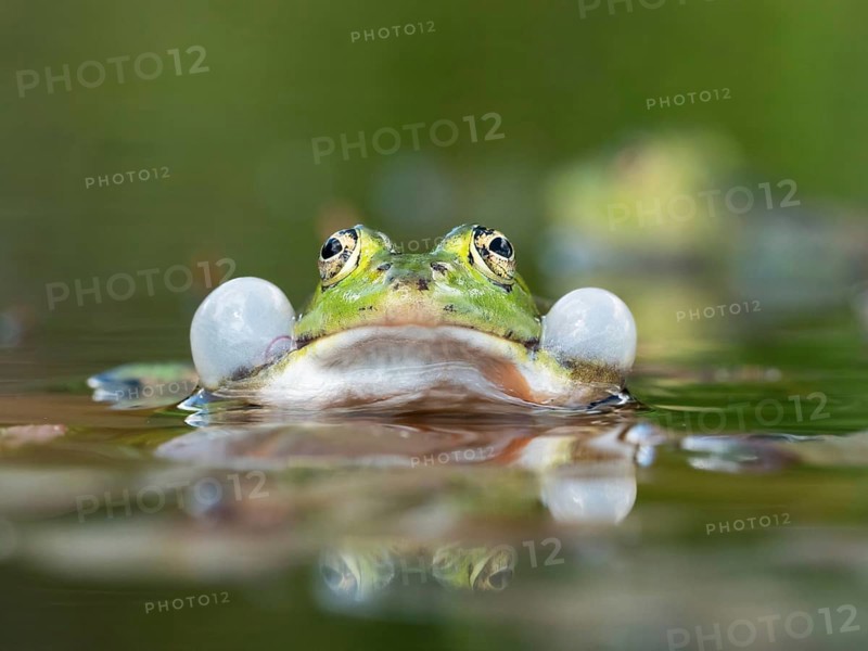 Green frog (Pelophylax esculentus) sitting in a pond during courtship with sound bubble and reflection, North Rhine-Westphalia, Germany, Europe