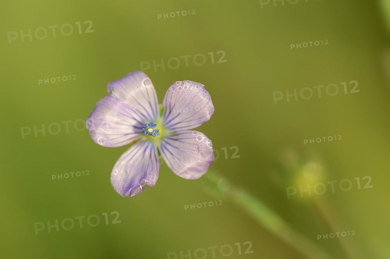 Biennial flax or wild flax (Linum bienne, Linum angustifolium), flower, Provence, southern France