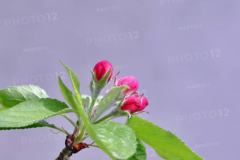 Apple blossoms (Malus), red still closed blossoms in front of a blue sky, Wilnsdorf, Nordrhein. Westphalia, Germany, Europe
