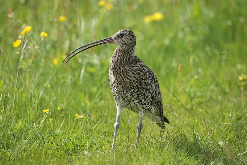 Eurasian curlew (Numenius arquata) calling in the meadow, Lofoten, Norway, Scandinavia, Europe