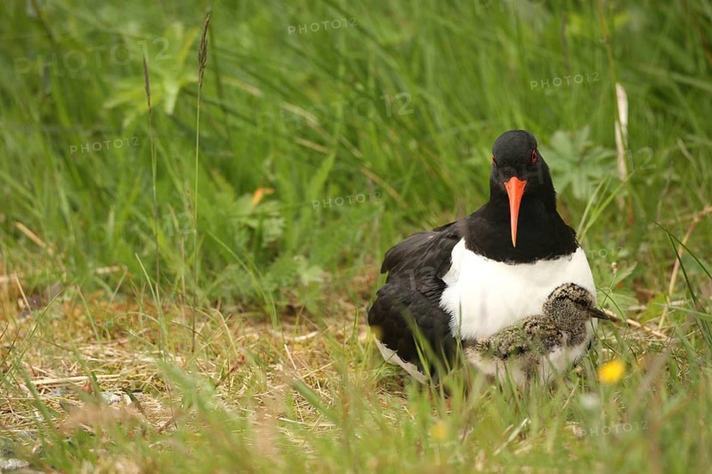 Oystercatcher (Haematopus ostralegus) with a few days old chick, Lofoten, Norway, Scandinavia, Europe