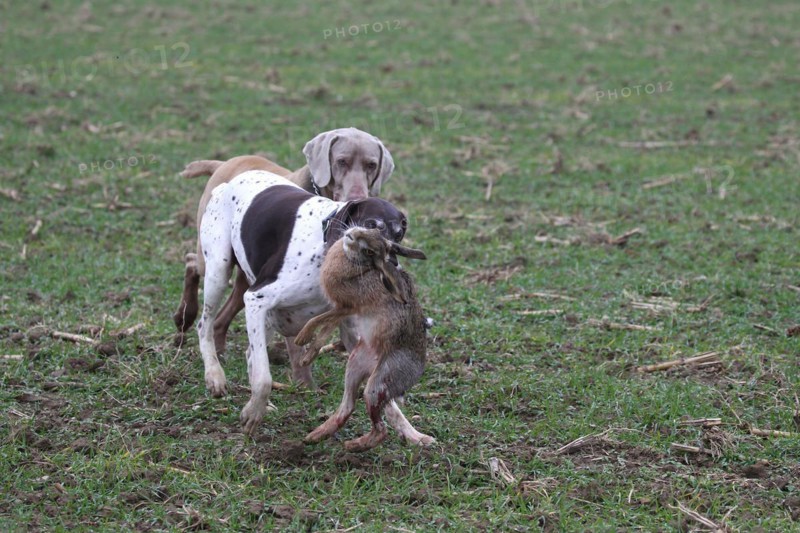 German Shorthaired Hound retrieves a hare (Lepus europaeus) and is harassed by a Weimaraner Shorthaired Hound, Lower Austria, Austria, Europe