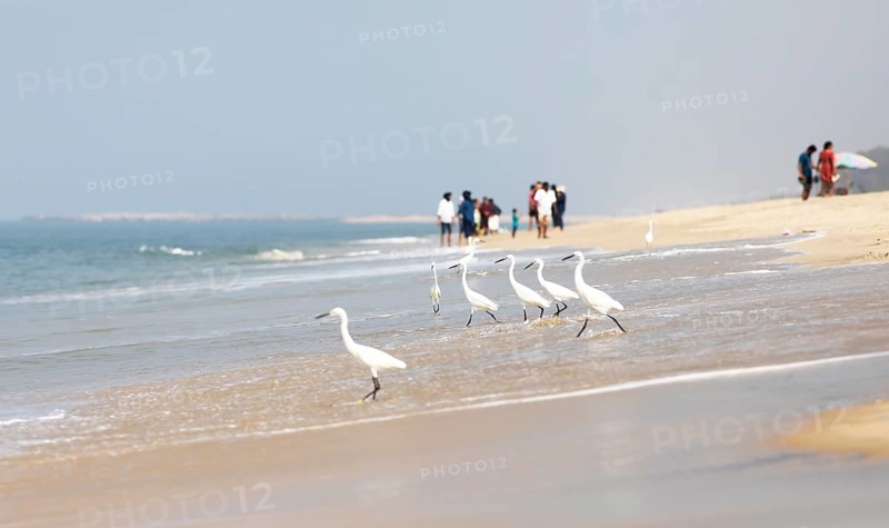 Great egret (Ardea alba, syn.: Casmerodius albus, Egretta alba) at Marari Beach or beach, blurred people in the background, Mararikulam, Alappuzha district, Kerala, India, Asia