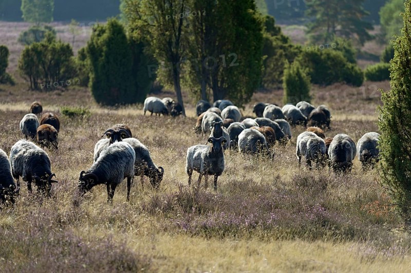 Heidschnucken (Ovis aries), herd in the blooming heathland, Südheide Nature Park, Lüneburg Heath, Lower Saxony, Germany, Europe