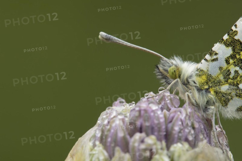 Orange tip (Anthocharis cardamines) butterfly resting on a garden Allium flower head in the springtime, Suffolk, England, United Kingdom, Europe