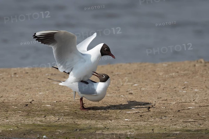 Black headed gull (Chroicocephalus ridibundus) two adult birds mating on an island by a lagoon, England, United Kingdom, Europe