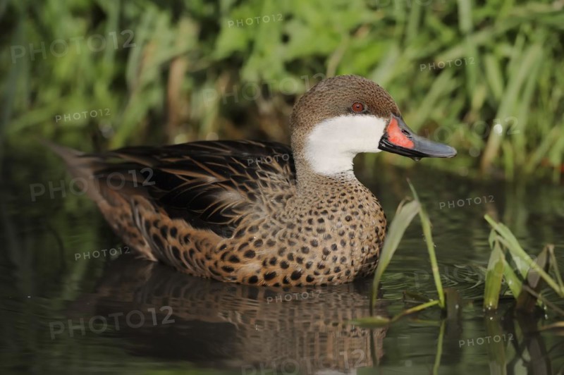 Bahama duck (Anas bahamensis, Paecilonetta bahamensis), captive, occurrence in South America