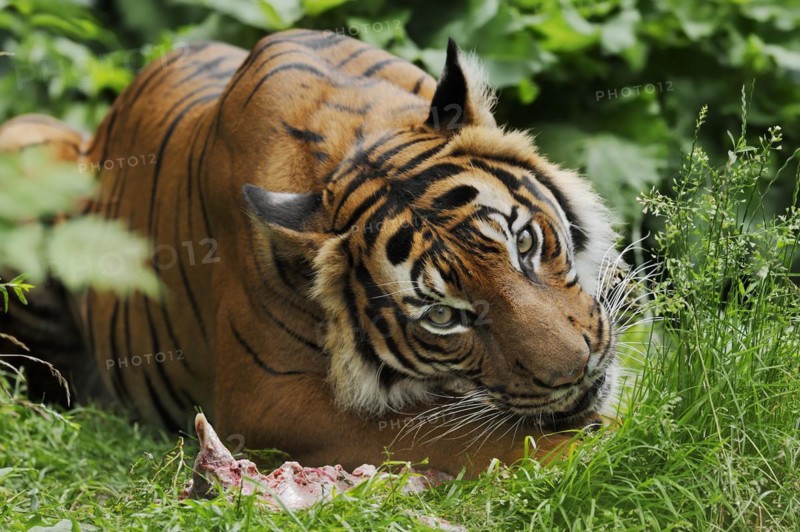 Sumatran tiger (Panthera tigris sumatrae), feeding, captive, occurring on Sumatra, Indonesia, Asia