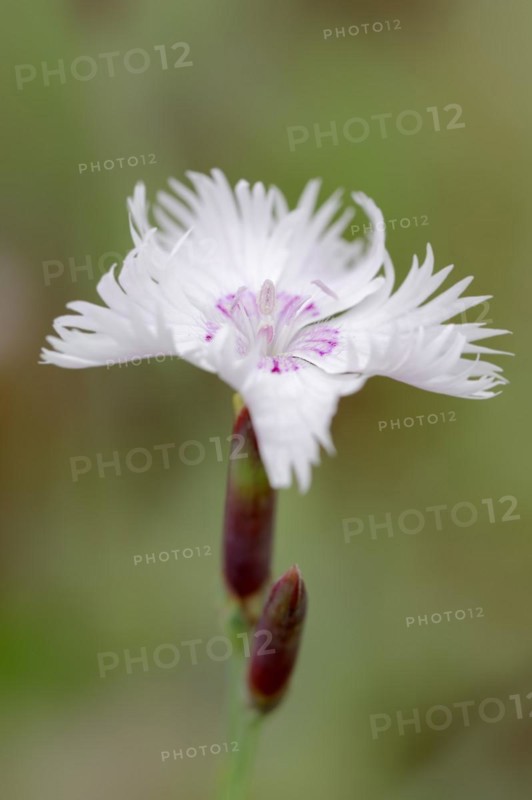 Feather carnation (Dianthus plumarius), flower, ornamental plant, North Rhine-Westphalia, Germany, Europe
