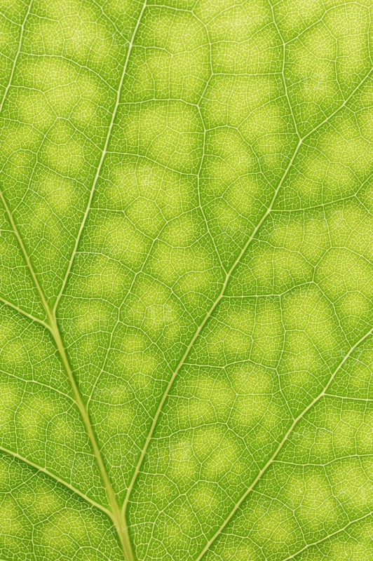 Tulip tree (Liriodendron tulipifera), leaf detail, North Rhine-Westphalia, Germany, Europe