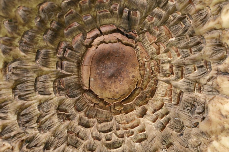 Common saffron umbrella mushroom (Chlorophyllum rhacodes, Macrolepiota rhacodes), detail of cap, North Rhine-Westphalia, Germany, Europe