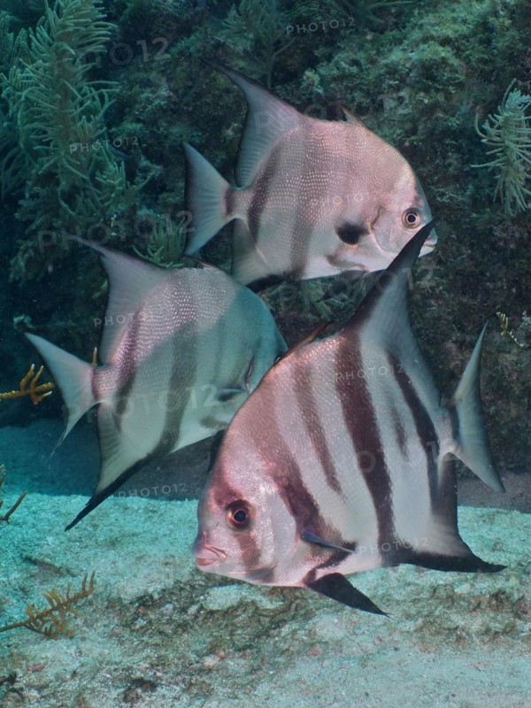 Several specimens of Atlantic spadefish (Chaetodipterus faber) with distinctive stripes, dive site John Pennekamp Coral Reef State Park, Key Largo, Florida Keys, Florida, USA, North America