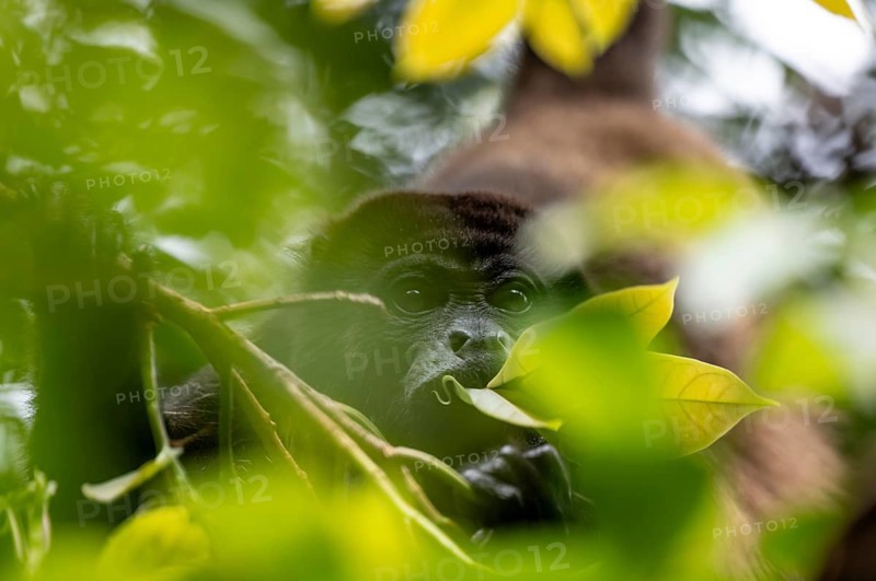 Mantled howler (Alouatta palliata) eating leaves in a tree, Cahuita National Park, Costa Rica, Central America