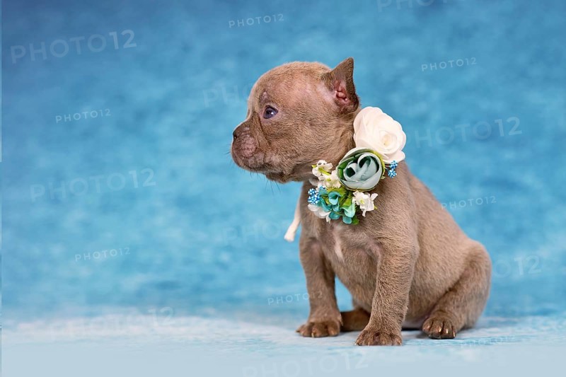 Cute four weeks young Lilac Brindle French Bulldog puppy with flower collar