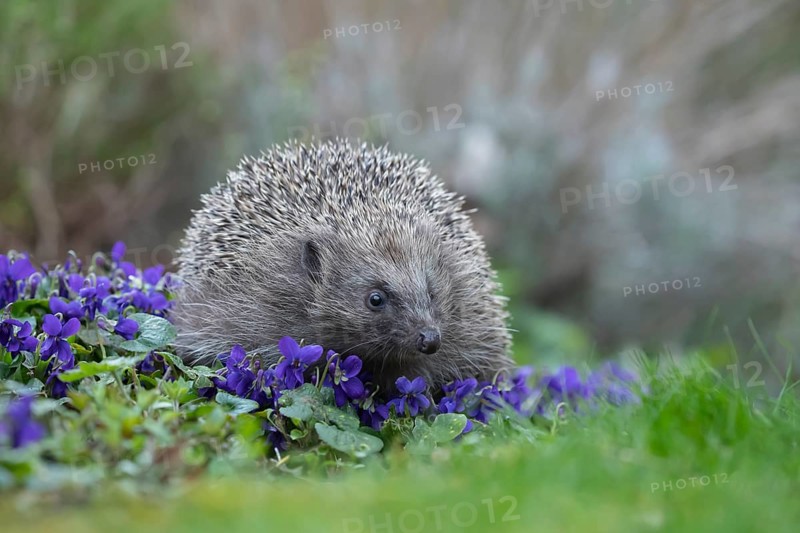 European hedgehog (Erinaceus europaeus) adult animal on a patch of flowering Dog violets in a garden in the spring, Suffolk, England, United Kingdom, Europe