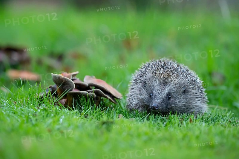 European hedgehog (Erinaceus europaeus) adult animal standing next to fungi on a garden lawn in the autumn, Suffolk, England, United Kingdom, Europe