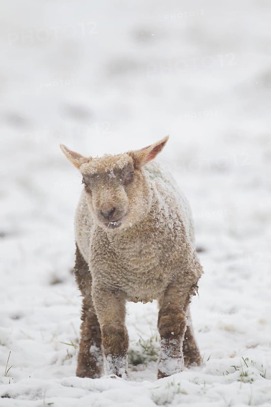Domestic sheep (Ovis aries) juvenile baby lamb farm animal standing in a snow covered grass field in winter, England, United Kingdom, Europe