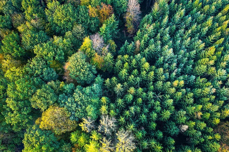 Forest in autumn in the Moorbach valley near Vechta, colouring, aerial view, forest, autumnal, Lower Saxony, Vechta, Germany, Europe