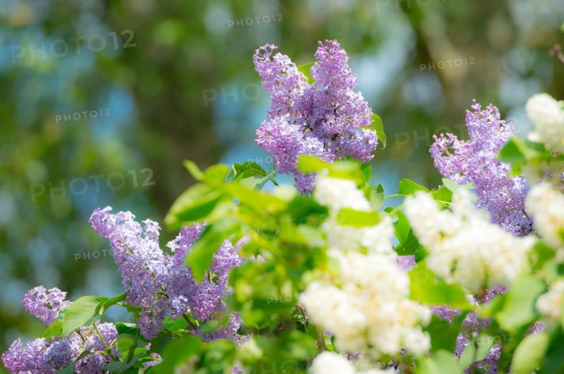Purple and white lilac flowers against a background of trees, purple and white flowering common lilac or common lilac (Syringa vulgaris) with green leaves, sunny day, Allertal, Lower Saxony, Germany, Europe