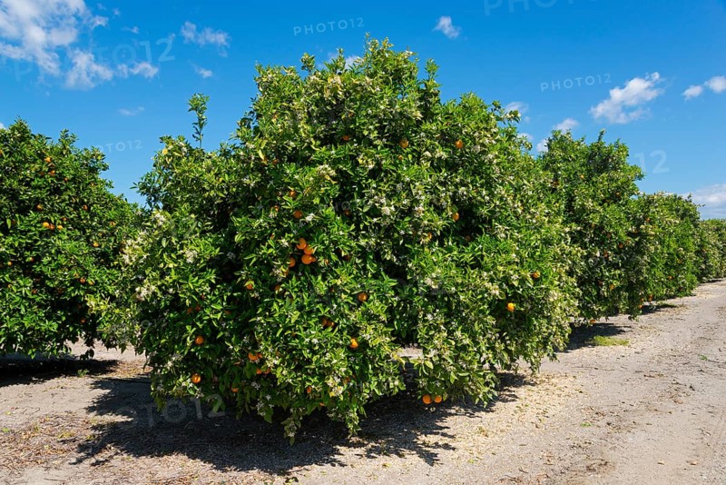 Row of orange trees on a plantation under a blue sky, orange trees near Skala, Laconia, Peloponnese, Greece, Europe