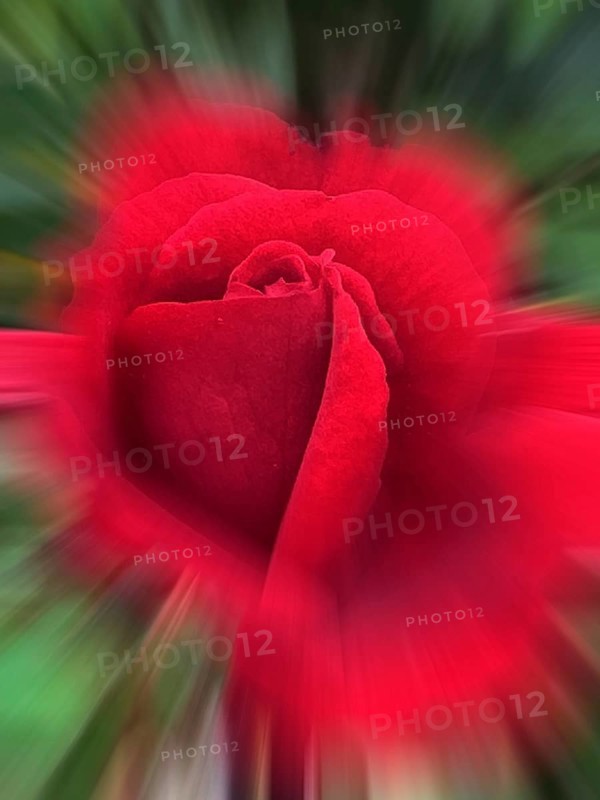 Red China rose (Rosa chinensis), zoom effect