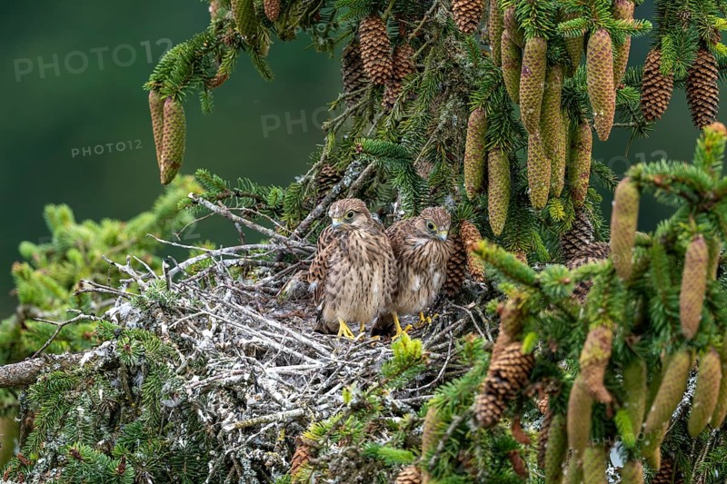 Common kestrel (Falco tinnunculus), young birds not yet ready to fly in the nest, Rhineland-Palatinate, Germany, Europe