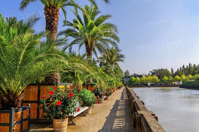 Palm garden in the historic spa gardens, the largest outdoor palm garden north of the Alps, Bad Pyrmont, Emmertal, Weserbergland, Oranierroute, Lower Saxony, Germany, Europe