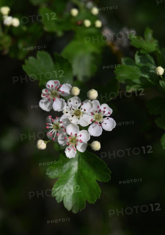 Iserlohn. This year's unusually warm weather in April has already given us a May. Nature exploded in a frenzy of colour. The unusually warm weather in April this year has already given us a May. Nature exploded in a riot of colours