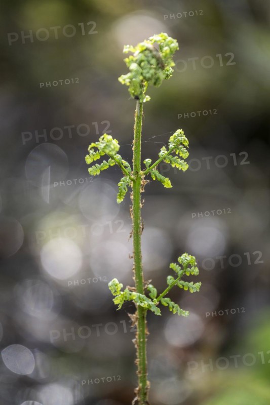 Spiny fern (Dryopteris carthusiana), frond shoot, province of Drenthe, Netherlands