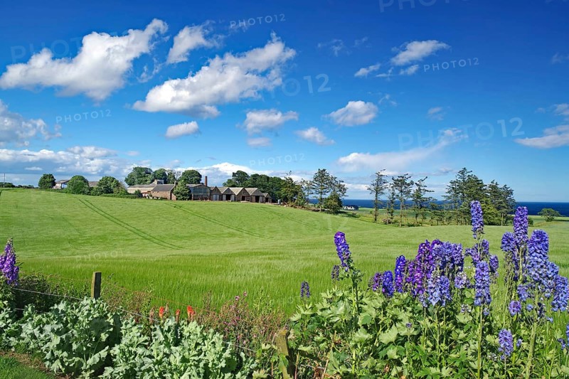 Blooming flowers and green meadows with houses under a blue sky, Larkspur, Aberdeenshire, Scotland, Great Britain