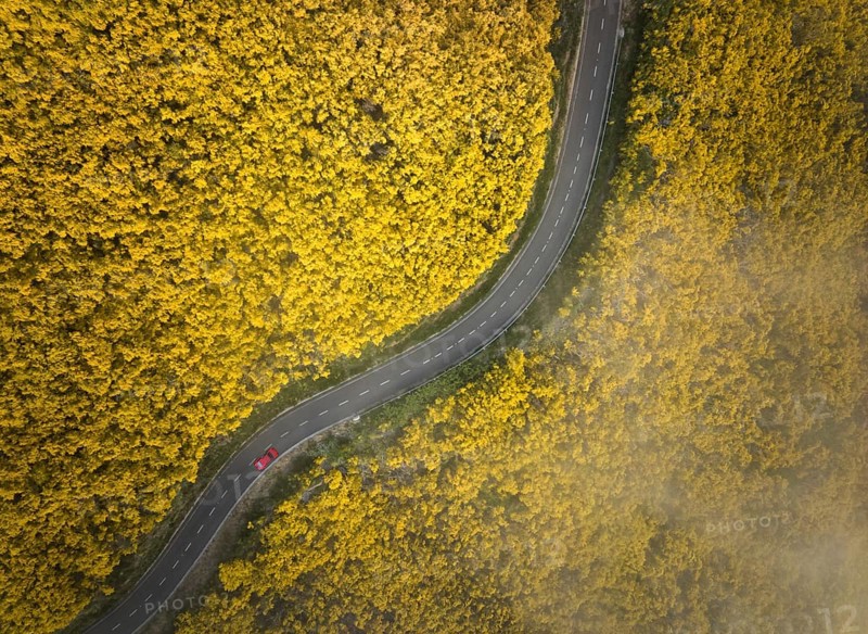 Aerial view of road with red car among yellow Cytisus blooming shrubs near Pico do Arieiro, Portugal, Europe