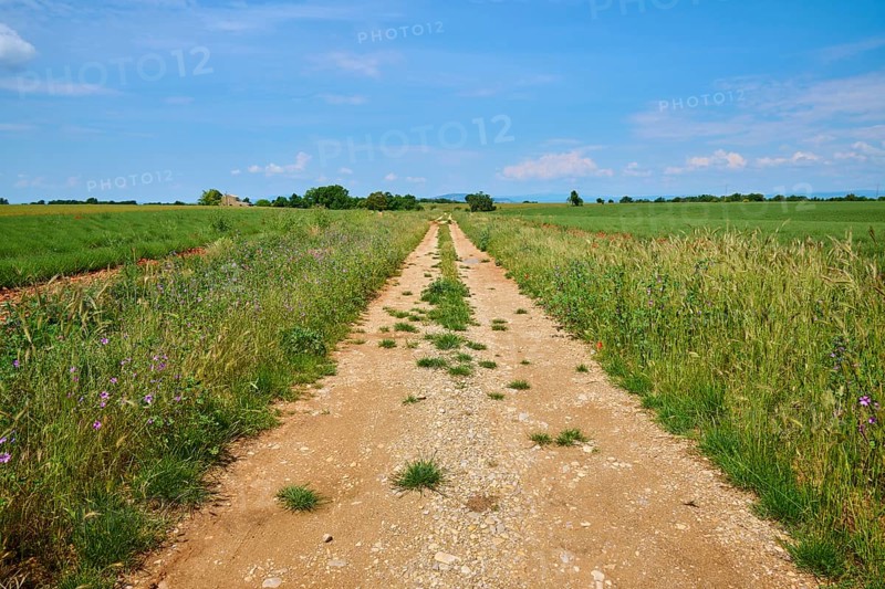 A dirt track leads straight ahead through green grain fields and lavender fields (Lavandula), summer, Valensole, Alpes-de-Haute-Provence, Provence-Alpes-Cote d'Azur, France, Europe
