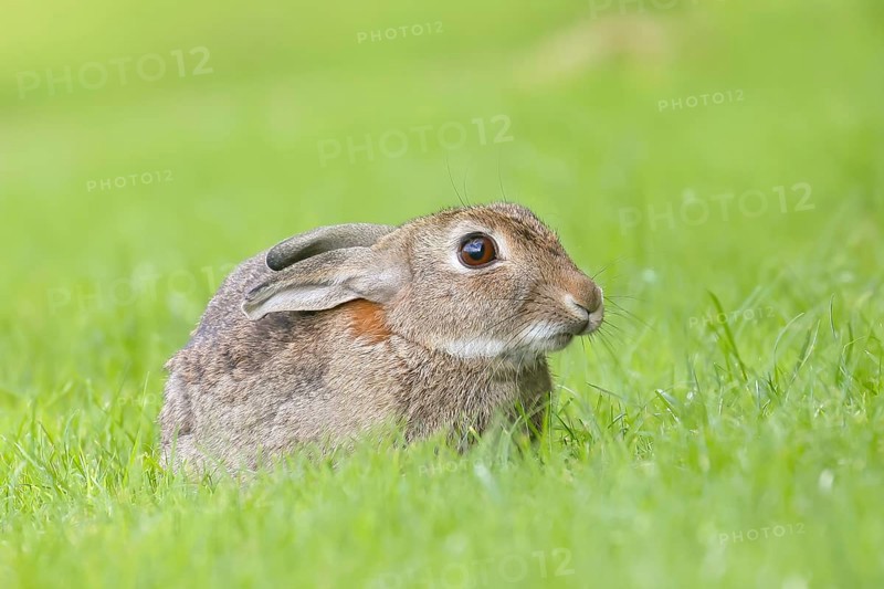 Wild rabbit (Oryctolagus cuniculus), in a meadow, adult, alert, wildlife, mammal, Baltic Sea coast, Fehmarn Island, East Holstein, Schleswig-Holstein, Germany, Europe