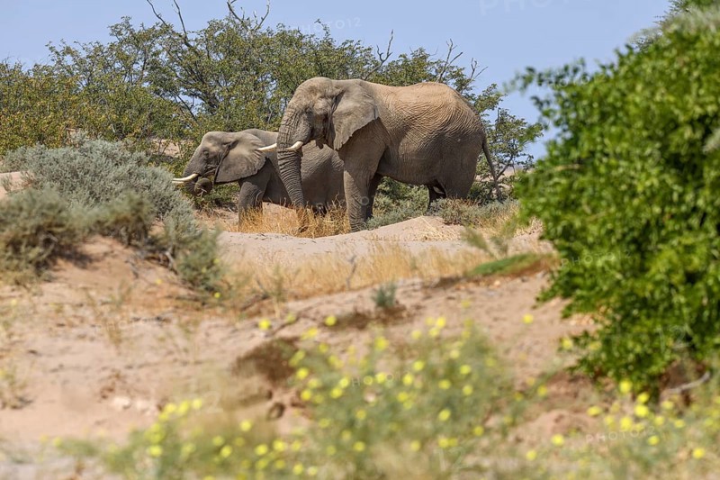 Desert elephants (Loxodonta africana) on a dune in the Huab dry river, Damaraland, Kunene region, Namibia, Africa