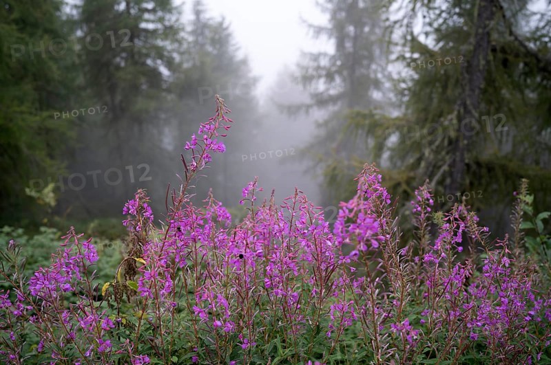 Invasive blooming sally (Epilobium angustifolium), Almenweg, Klammeben, Hirzer near Saltaus, Schenna, Scena, Passeier Valley, fog, South Tyrol, Autonomous Province of Bolzano, Italy, Europe
