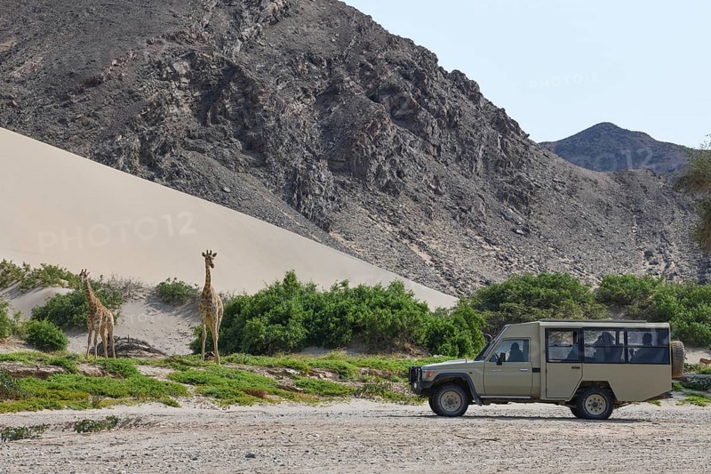 Tourists watching Angola giraffes (Giraffa camelopardalis angolensis) in the Hoanib dry river, Kaokoveld, Kunene region, Namibia, Africa