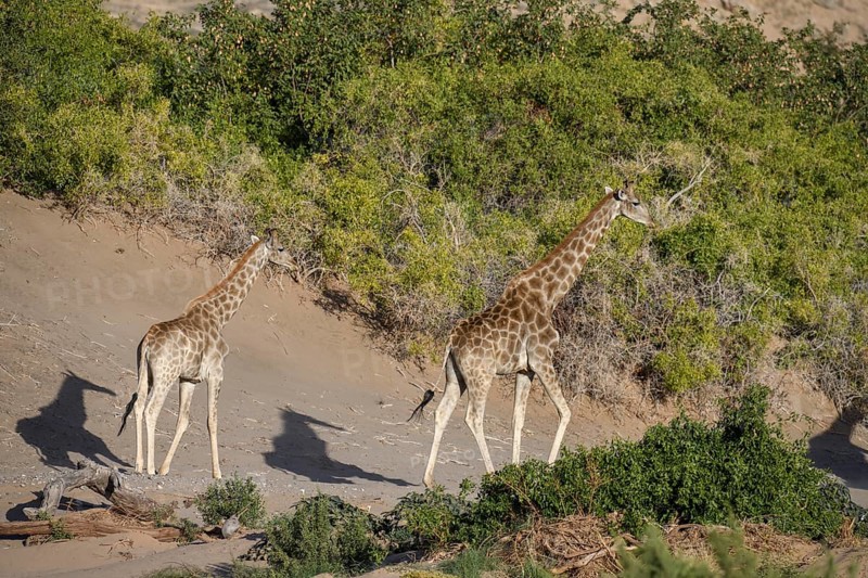 Angola giraffes (Giraffa camelopardalis angolensis) in the Hoanib dry river, Kaokoveld, Kunene region, Namibia, Africa