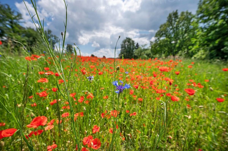 Flowering poppy flowers (Papaver rhoeas), in front a cornflower (Centaurea cyanus) in a field, Bavaria, Germany, Europe