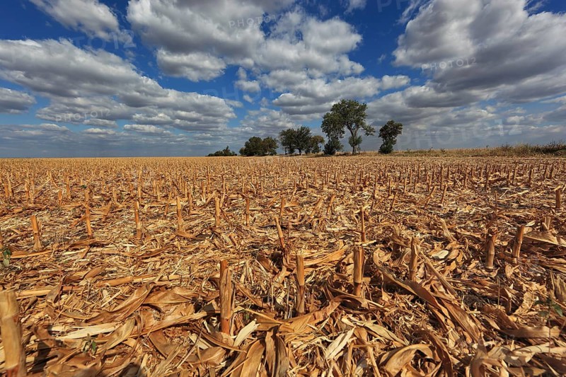 Romania, in the south of the country, maize field after harvest, harvested, stubble field, Europe