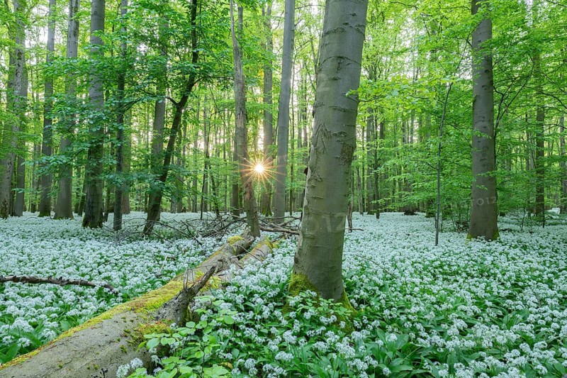 Near-natural deciduous forest with flowering wild garlic (Allium ursinum), sun star, Hainich National Park, Thuringia, Germany, Europe