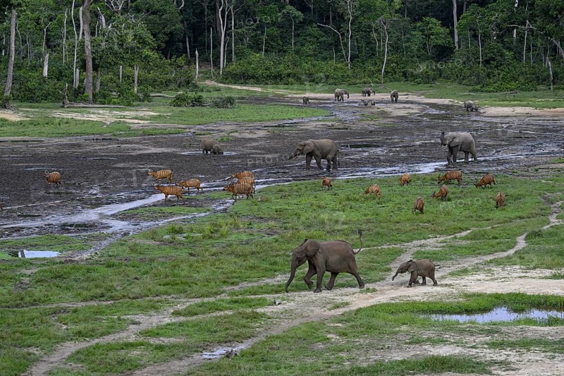 Forest elephants (Loxodonta cyclotis) and bongo antelopes (Tragelaphus eurycerus) in the Dzanga Bai forest clearing, Dzanga-Ndoki National Park, Unesco World Heritage Site, Dzanga-Sangha Complex of Protected Areas (DSPAC), Sangha-Mbaéré Prefecture, Central African Republic, Africa