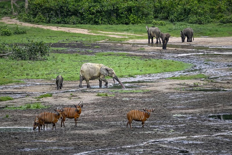 Forest elephants (Loxodonta cyclotis) and bongo antelopes (Tragelaphus eurycerus) in the Dzanga Bai forest clearing, Dzanga-Ndoki National Park, Unesco World Heritage Site, Dzanga-Sangha Complex of Protected Areas (DSPAC), Sangha-Mbaéré Prefecture, Central African Republic, Africa