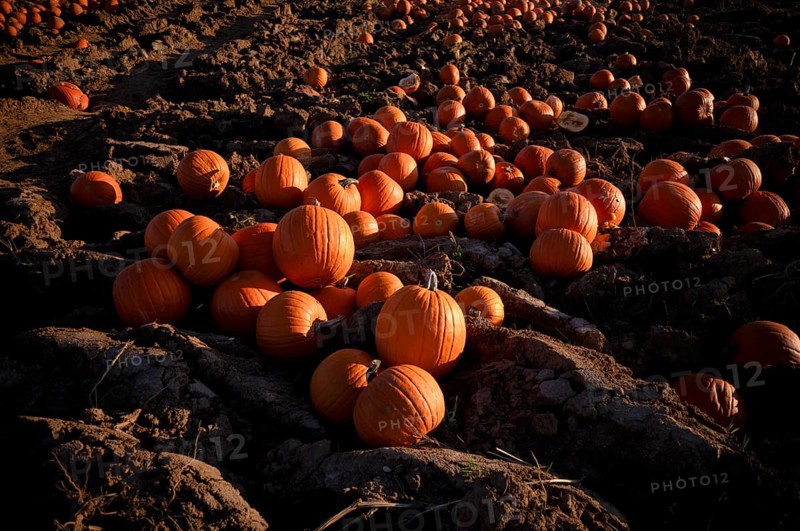 Pumpkins, pumpkin patch, carved pumpkins left over after Halloween are disposed of and processed into fertiliser, agriculture, agribusiness, Stuttgart, Baden-Württemberg, Germany, Europe