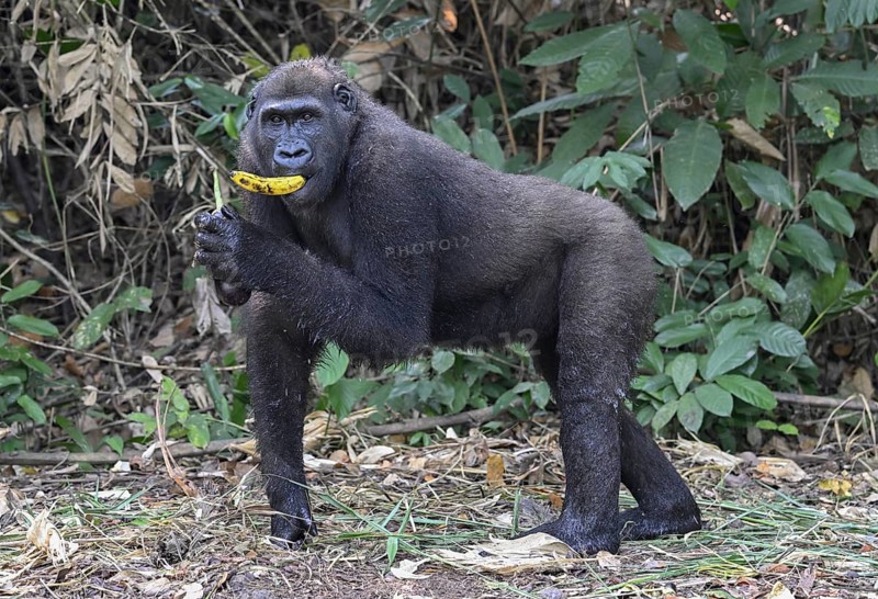 Western lowland gorilla (Gorilla gorilla gorilla) with a banana, male animal, Réserve Lésio-Louna nature reserve, near Moembe, Plateau department, Republic of Congo