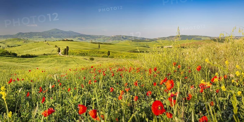 Landscape at sunrise around Pienza, Val d'Orcia, Orcia Valley, UNESCO World Heritage Site, Province of Siena, Tuscany, Italy, Europe