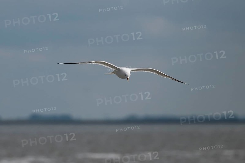 Seagull in flight, in the background Hallig Hooge, North Frisia, Schleswig-Holstein, Germany, Europe