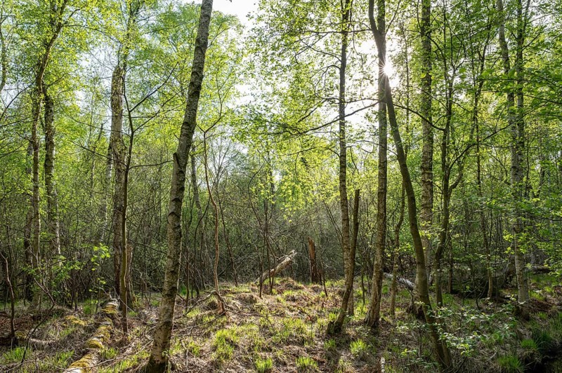 Downy birches (Betula pubescens) in spring, Sonnenstern, Großes Moor, Lower Saxony, Germany, Europe