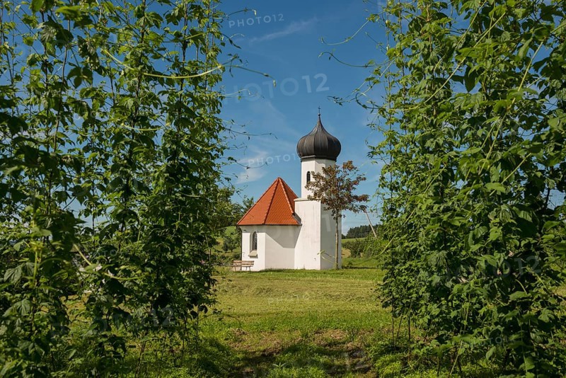 Chapel and hop gardens, hop growing, hop plantation, St George's Chapel, St George's Chapel, Dietmannsweiler, near Tettnang, Upper Swabia, Lake Constance, Baden-Württemberg, Germany, Europe