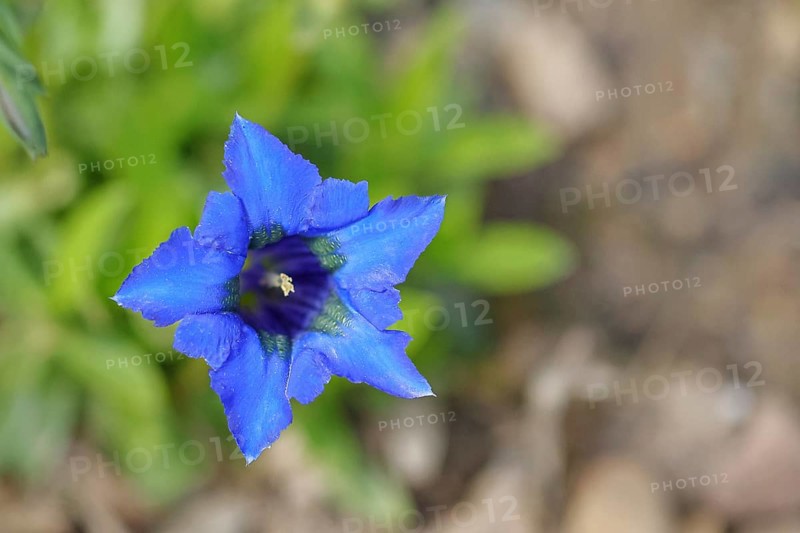 Blue Stemless gentian (Gentiana acaulis), Bavaria, Germany, Europe