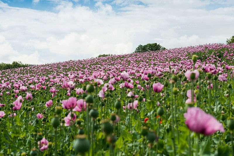 Opium poppy (Papaver somniferum), opium poppy field, Erlenbach, near Heilbronn, Baden-Württemberg, Germany, Europe